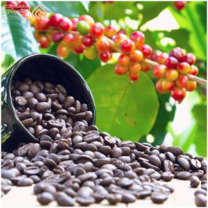 قهوه و تأثیرات آن بر رشد گیاهان